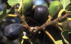 LSU Purple Fig Tree - 3 Gallon Pot -FRUIT TREES & PLANTS Sales 10072 lsu purple fig