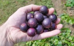 Nesbitt Muscadine Grape Vine - 1 Gallon Pot -FRUIT TREES & PLANTS Sales 10547 nesbitt muscadine