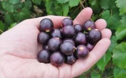 Noble Muscadine Grape Vine (Self Fertile) - 1 Gallon Pot -FRUIT TREES & PLANTS Sales 10548 noble muscadine
