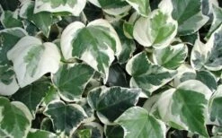 Variegated Algerian Ivy (Hedera Algeriensis 'Gloire De Marengo') - 5 Pack Of Pint Pots -FRUIT TREES & PLANTS Sales 3554 ravensholst ivy