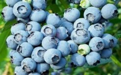 Powderblue Rabbiteye Blueberry - 6 Pack Of 1 Gallon Pots 9 Powderblue Rabbiteye Blueberry - 6 Pack Of 1 Gallon Pots -FRUIT TREES & PLANTS Sales 3591 powder blue blueberry