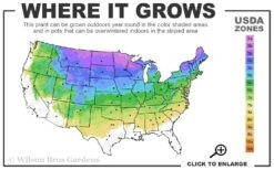 Little Gem Dwarf Norway Spruce Tree (Single Trunk) - 2 Gallon Pot -FRUIT TREES & PLANTS Sales 3A 8A 11