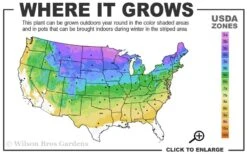 Wild Black Cherry Tree - 3 Gallon Pot -FRUIT TREES & PLANTS Sales 3a 8b 3