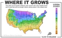 Fireworks Goldenrod (Solidago) - 1 Gallon Pot 11 Fireworks Goldenrod (Solidago) - 1 Gallon Pot -FRUIT TREES & PLANTS Sales 3a 9b 3