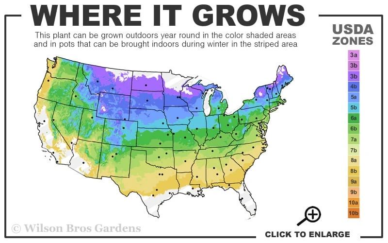Ice Breaker Korean Fir (Single Trunk Topiary) - 2 Gallon Pot 5 Ice Breaker Korean Fir (Single Trunk Topiary) - 2 Gallon Pot - Image 3