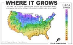The Best Spearmint (Mentha Spicata 'Mint The Best)) - 6 Pack Of Pint Pots -FRUIT TREES & PLANTS Sales 4a 11 2