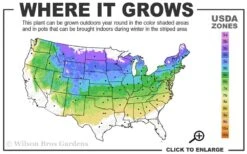 Fall Gold Raspberry - 1 Gallon Pot 8 Fall Gold Raspberry - 1 Gallon Pot -FRUIT TREES & PLANTS Sales 4a 8a 2