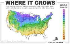 Planet Earth Arborvitae - 3 Gallon Pot 9 Planet Earth Arborvitae - 3 Gallon Pot -FRUIT TREES & PLANTS Sales 4a 8b 11