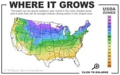 True Greek Oregano - 6 Pack Of Pint Pots -FRUIT TREES & PLANTS Sales 4a 8b thumbnail 1