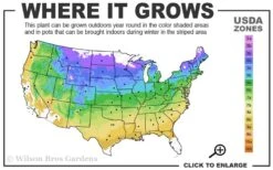 Miranda Climbing Hydrangea - 2 Gallon Pot -FRUIT TREES & PLANTS Sales 4a 9a