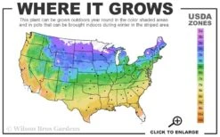 Southern Crabapple (Malus Angustifolia) - 3 Gallon Pot -FRUIT TREES & PLANTS Sales 4a 9b 4