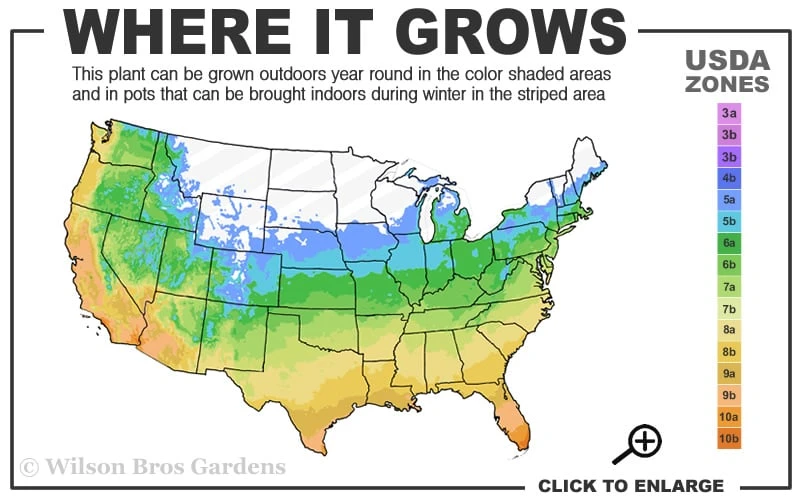 Monroe's White Liriope (Lilyturf) - 6 Pack Of 1 Gallon Pots 5 Monroe's White Liriope (Lilyturf) - 6 Pack Of 1 Gallon Pots - Image 3