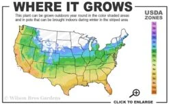 Chicago Cold Hardy Fig Tree - 2 Gallon Pot -FRUIT TREES & PLANTS Sales 5a 10b