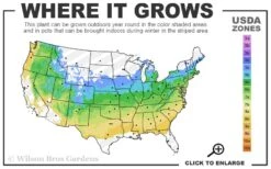 Solar Cascade Goldenrod (Solidago Shortii) - 1 Gallon Pot 10 Solar Cascade Goldenrod (Solidago Shortii) - 1 Gallon Pot -FRUIT TREES & PLANTS Sales 5a 8b 8