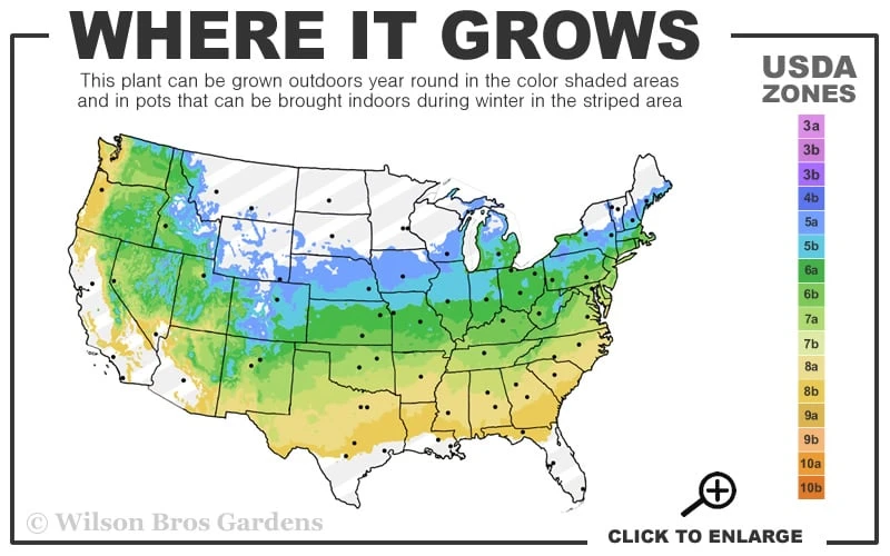 Solar Cascade Goldenrod (Solidago Shortii) - 1 Gallon Pot 5 Solar Cascade Goldenrod (Solidago Shortii) - 1 Gallon Pot - Image 3