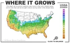 Black Mondo Grass - Ophiopogon Planiscapus 'Nigrescens' - 6 Pack Of 1 Gallon Pots 11 Black Mondo Grass - Ophiopogon Planiscapus 'Nigrescens' - 6 Pack Of 1 Gallon Pots -FRUIT TREES & PLANTS Sales 5b 11