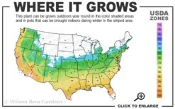 Bug Bat Pitcher Plant (Sarracenia) - 2.5 Quart Pot -FRUIT TREES & PLANTS Sales 5b 9b