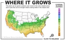 Arborvitae Fern (Selaginella Braunii) - 1 Gallon Pot -FRUIT TREES & PLANTS Sales 6A 9B 7