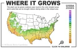 Russian 26 Cold Hardy Pomegranate - 6 Pack Of 1 Gallon Pots 11 Russian 26 Cold Hardy Pomegranate - 6 Pack Of 1 Gallon Pots -FRUIT TREES & PLANTS Sales 6B 11