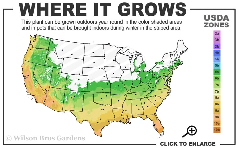 Ingelise English Ivy (Hedera) - 5 Pack Of Pint Pots 5 Ingelise English Ivy (Hedera) - 5 Pack Of Pint Pots - Image 3