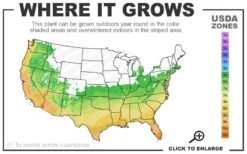 Pink Muhly Grass - Cotton Candy Grass - 6 Pack Of 1 Gallon Pots -FRUIT TREES & PLANTS Sales 6a 10b 7