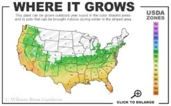 Russian 26 Cold Hardy Pomegranate - 3 Gallon Pot -FRUIT TREES & PLANTS Sales 6a 11