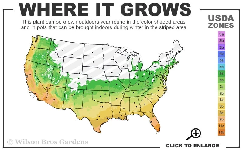 Foxtail Rosemary Plant - 1 Gallon Pot 5 Foxtail Rosemary Plant - 1 Gallon Pot - Image 3