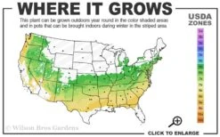 Coastal Azalea (Rhododendron Atlanticum) - 1 Gallon Pot -FRUIT TREES & PLANTS Sales 6a 8b