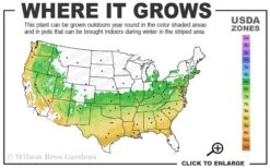 Arp Rosemary - 1 Gallon Pot -FRUIT TREES & PLANTS Sales 6a 9a 4