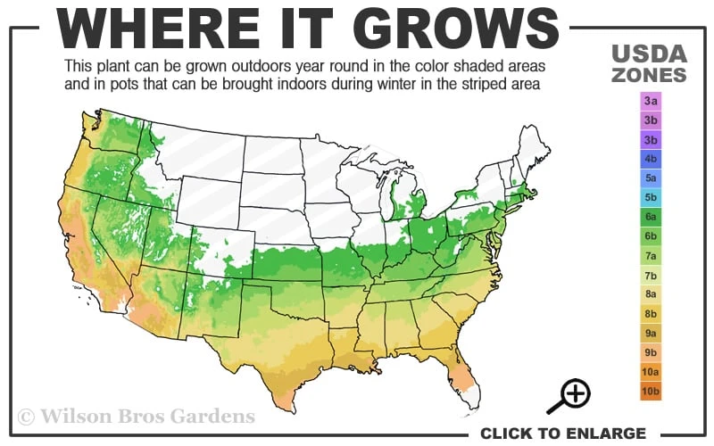 Bonanza Dwarf Patio Peach Tree - 3 Gallon Pot 5 Bonanza Dwarf Patio Peach Tree - 3 Gallon Pot - Image 3
