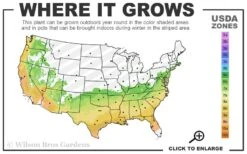 Climax Rabbiteye Blueberry - 3 Gallon Pot -FRUIT TREES & PLANTS Sales 6b 9b 1