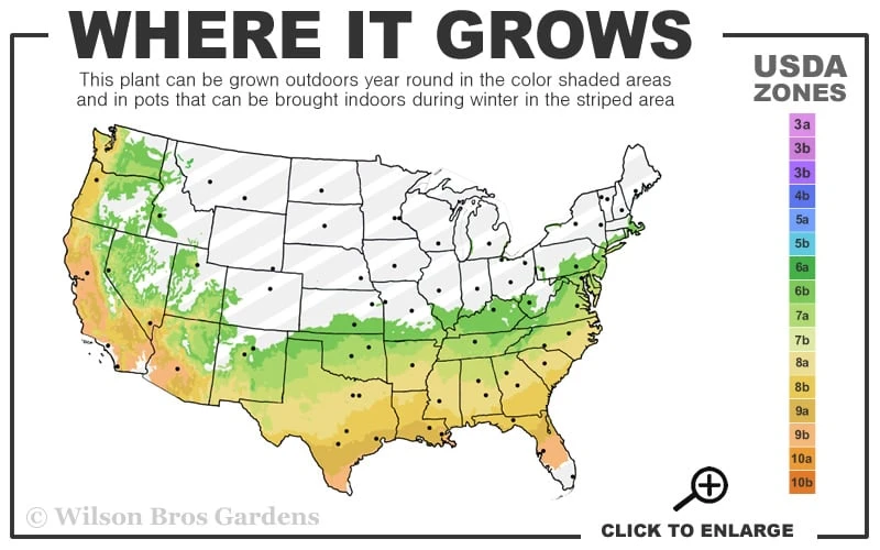 Climax Rabbiteye Blueberry - 1 Gallon Pot 5 Climax Rabbiteye Blueberry - 1 Gallon Pot - Image 3
