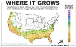 Black And Blue Salvia (Blue Anise Sage) - Salvia Guaranitica -1 Gallon Pot -FRUIT TREES & PLANTS Sales 7a 10a 1