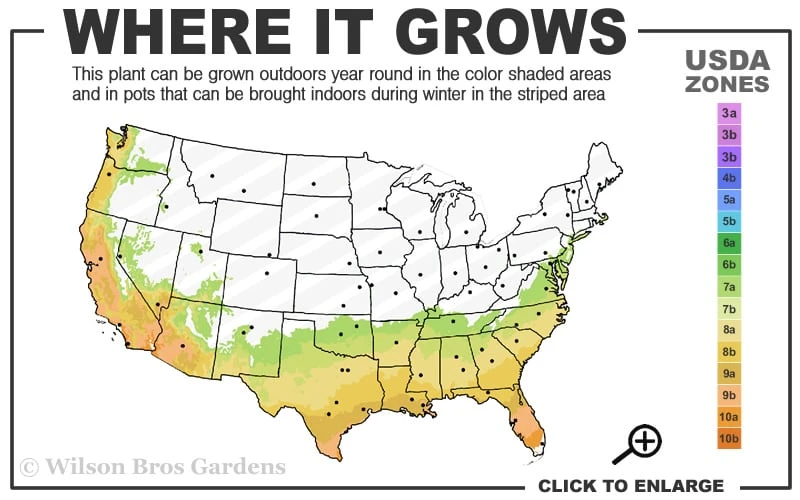 Black And Blue Salvia (Blue Anise Sage) - Salvia Guaranitica - 6 Pack Of 1 Gallon Pots 5 Black And Blue Salvia (Blue Anise Sage) - Salvia Guaranitica - 6 Pack Of 1 Gallon Pots - Image 3