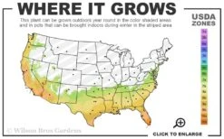 Texas Everbearing Fig Tree - 1 Gallon Pot -FRUIT TREES & PLANTS Sales 7a 10b 11