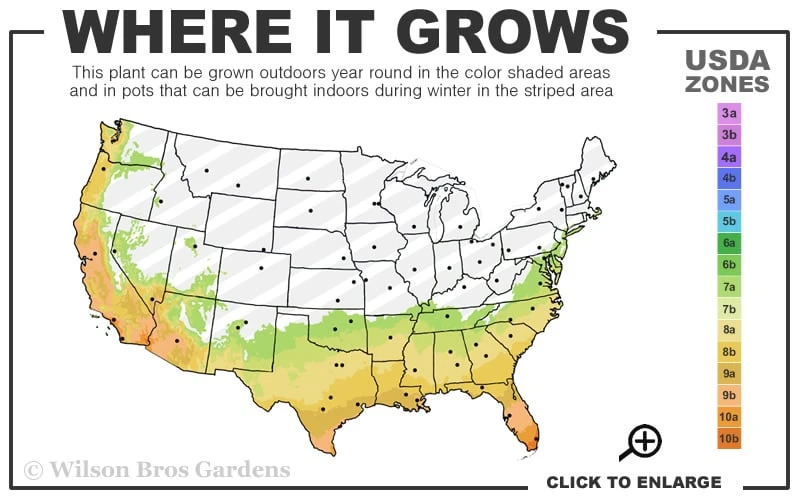 Dwarf Green Aucuba - Japanese Laurel - 3 Gallon Pot 5 Dwarf Green Aucuba - Japanese Laurel - 3 Gallon Pot - Image 3
