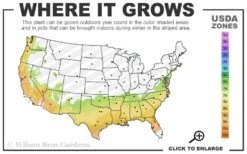 Premier Rabbiteye Blueberry - 7 Gallon Pot -FRUIT TREES & PLANTS Sales 7a 9b 7