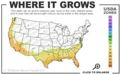 Sonset Hardy Lantana - 1 Gallon Pot -FRUIT TREES & PLANTS Sales 7b 10b 6