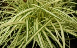 Evergold Japanese Sedge (Carex Hachijoensis) - 10 Pack Of Quart Pots -FRUIT TREES & PLANTS Sales 8275 evergold carex