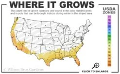 Cast Iron Plant - 3 Gallon Pot 11 Cast Iron Plant - 3 Gallon Pot -FRUIT TREES & PLANTS Sales 8A 11 23