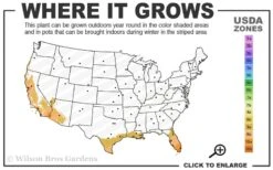 Yellow Butterfly African Iris - Dietes Bicolor - 1 Gallon Pot -FRUIT TREES & PLANTS Sales 9a 11 2