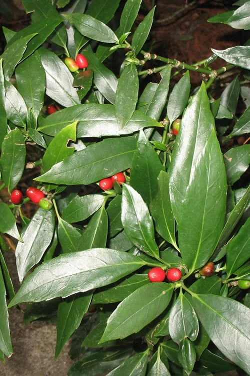 Dwarf Green Aucuba - Japanese Laurel - 3 Gallon Pot 3 Dwarf Green Aucuba - Japanese Laurel - 3 Gallon Pot