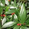 Dwarf Green Aucuba - Japanese Laurel - 1 Gallon Pot -FRUIT TREES & PLANTS Sales Acuba Dwarf Green