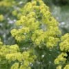 Thriller Lady's Mantle (Alchemilla Mollis) - 1 Gallon Pot -FRUIT TREES & PLANTS Sales Alchemilla Mollis Thriller 1 1