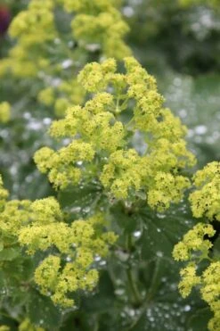 Auslese Lady's Mantle (Alchemilla Mollis) - 1 Gallon Pot -FRUIT TREES & PLANTS Sales Alchemilla Mollis Thriller 1