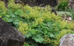 Auslese Lady's Mantle (Alchemilla Mollis) - 1 Gallon Pot -FRUIT TREES & PLANTS Sales Alchemilla Mollis Thriller 2