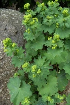 Auslese Lady's Mantle (Alchemilla Mollis) - 1 Gallon Pot -FRUIT TREES & PLANTS Sales Alchemilla Mollis Thriller 4
