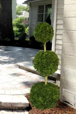 Emerald Green Arborvitae Poodle Tier Topiary (3 Ball) - 5 Gallon Pot -FRUIT TREES & PLANTS Sales Arborvitae Emerald Green 3 Ball Poodle Tier 2