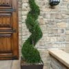 Emerald Green Arborvitae Spiral Topiary - 5 Gallon Pot (3-4') 1 Emerald Green Arborvitae Spiral Topiary - 5 Gallon Pot (3-4') -FRUIT TREES & PLANTS Sales Arborvitae Emerald Green Spiral 6