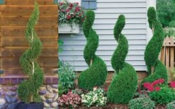 Emerald Green Arborvitae Spiral Topiary - 7 Gallon Pot -FRUIT TREES & PLANTS Sales Arborvitae Emerald Green Spiral 800x500 2
